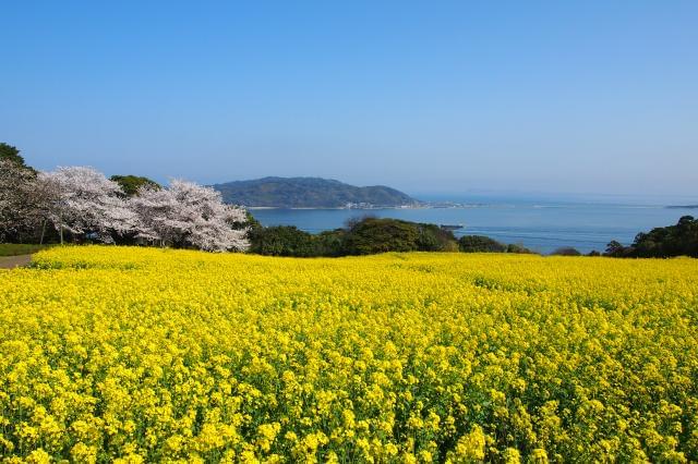 社会福祉法人 野の花学園