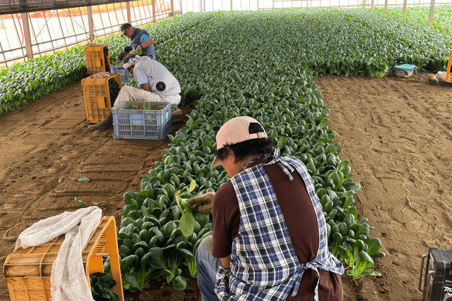 Wワークで活躍してるスタッフも！
中高年・シニア世代の男女活躍中。