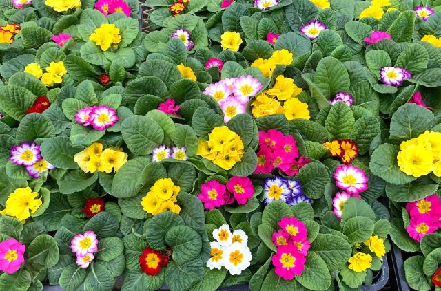 あなたには花壇苗などを育てていただきます。
初めての方も心配せずにチャレンジできるお仕事ですよ◎