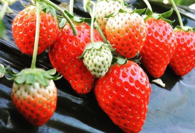 ハウス内はあまーい香りに包まれてます。